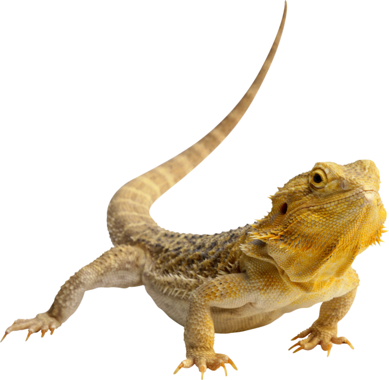 Yellow Iguana