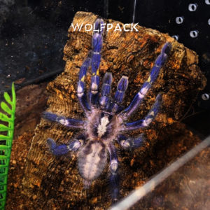 Gooty Sapphire Tarantula