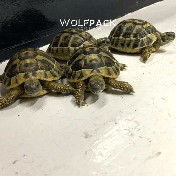 Greek-Tortoise