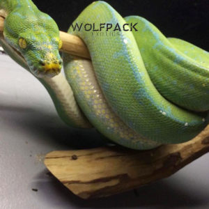 Green-Tree-Python