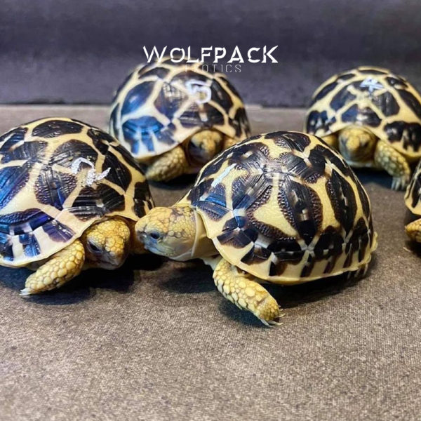 Indian-Star-Tortoise