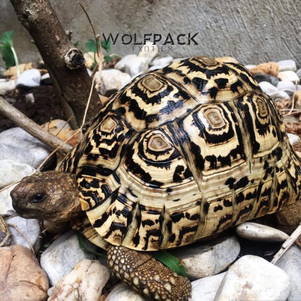 Leopard-Tortoise